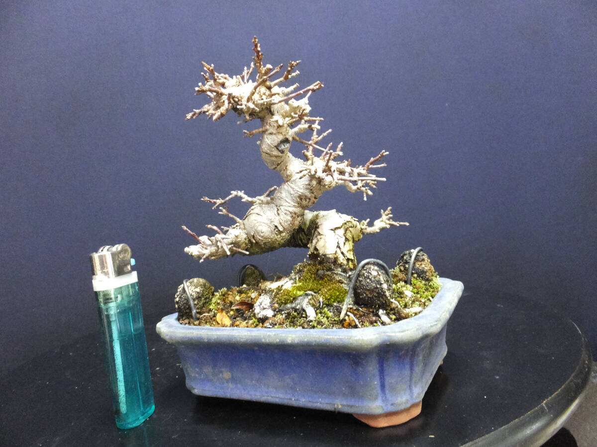 盆栽 小品盆栽 赤石五葉松 【公式通販】