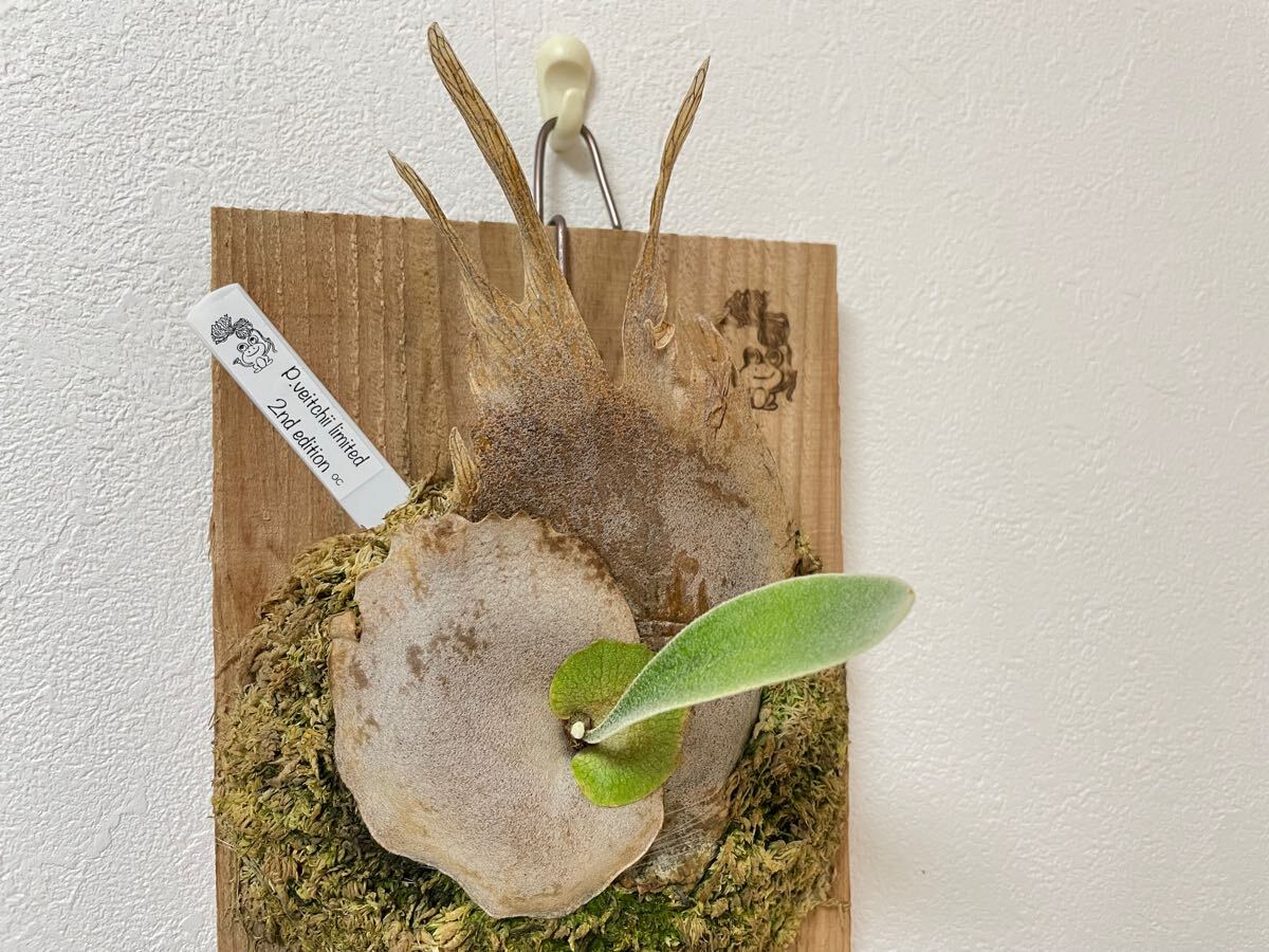 P. vellii OC ベリー　ビカクシダ　子株 P. vellii OC ベリー ビカクシダ 子株 P.vellii ベリー