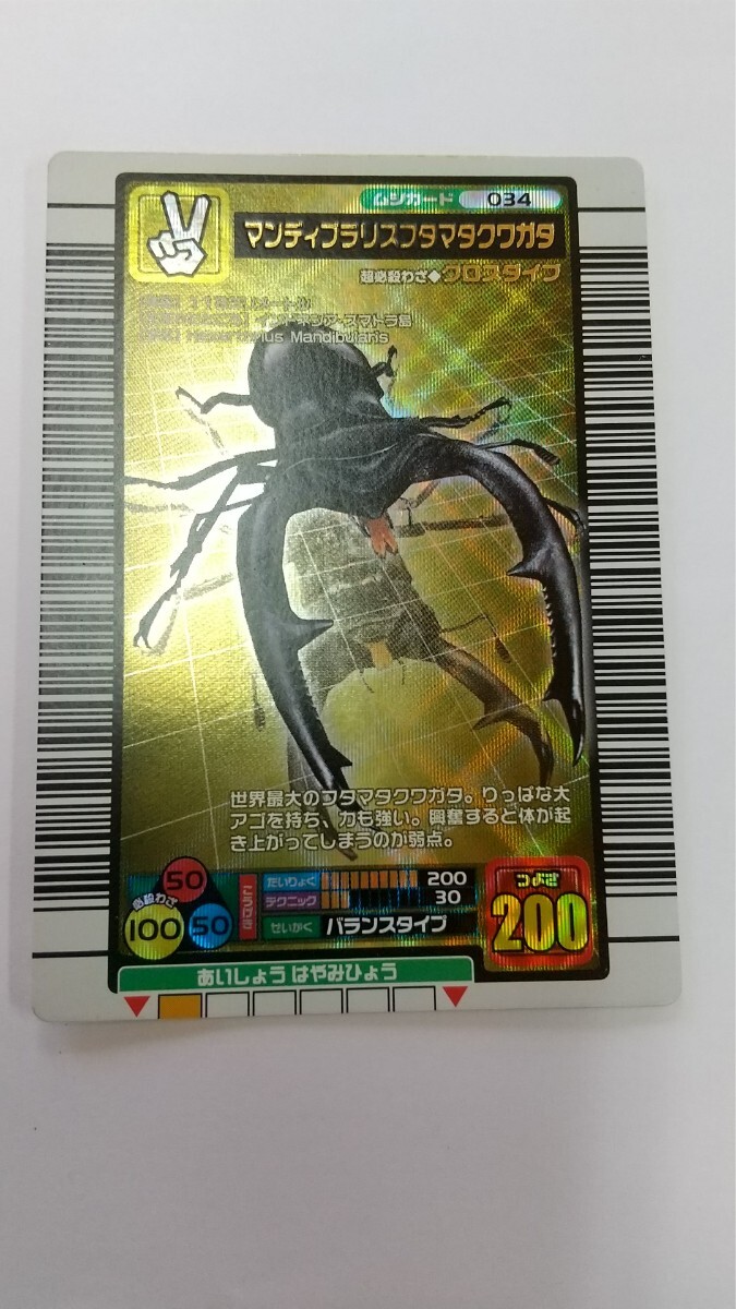 【即日発送】マンディブラリスフタマタクワガタ 5周年 ハードコーティング 即日発送】マンディブラリスフタマタクワガタ 5周年 ハード
