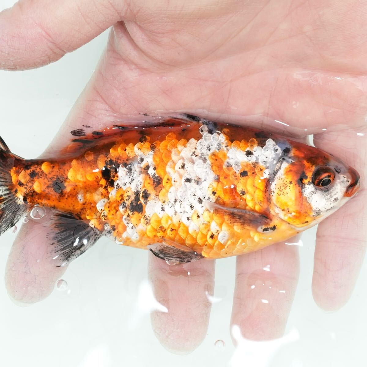 特選金魚●埼玉産志村氏作●特大！キャリコ三ツ尾和金♂♀１ペア０２●約１３センチ！●二歳 特選金魚○埼玉産志村氏作○特大！キャリコ三ツ尾和金