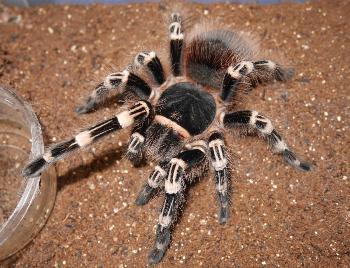 REZA産】イラン株選抜アガベチタノタタランチュラTarantula