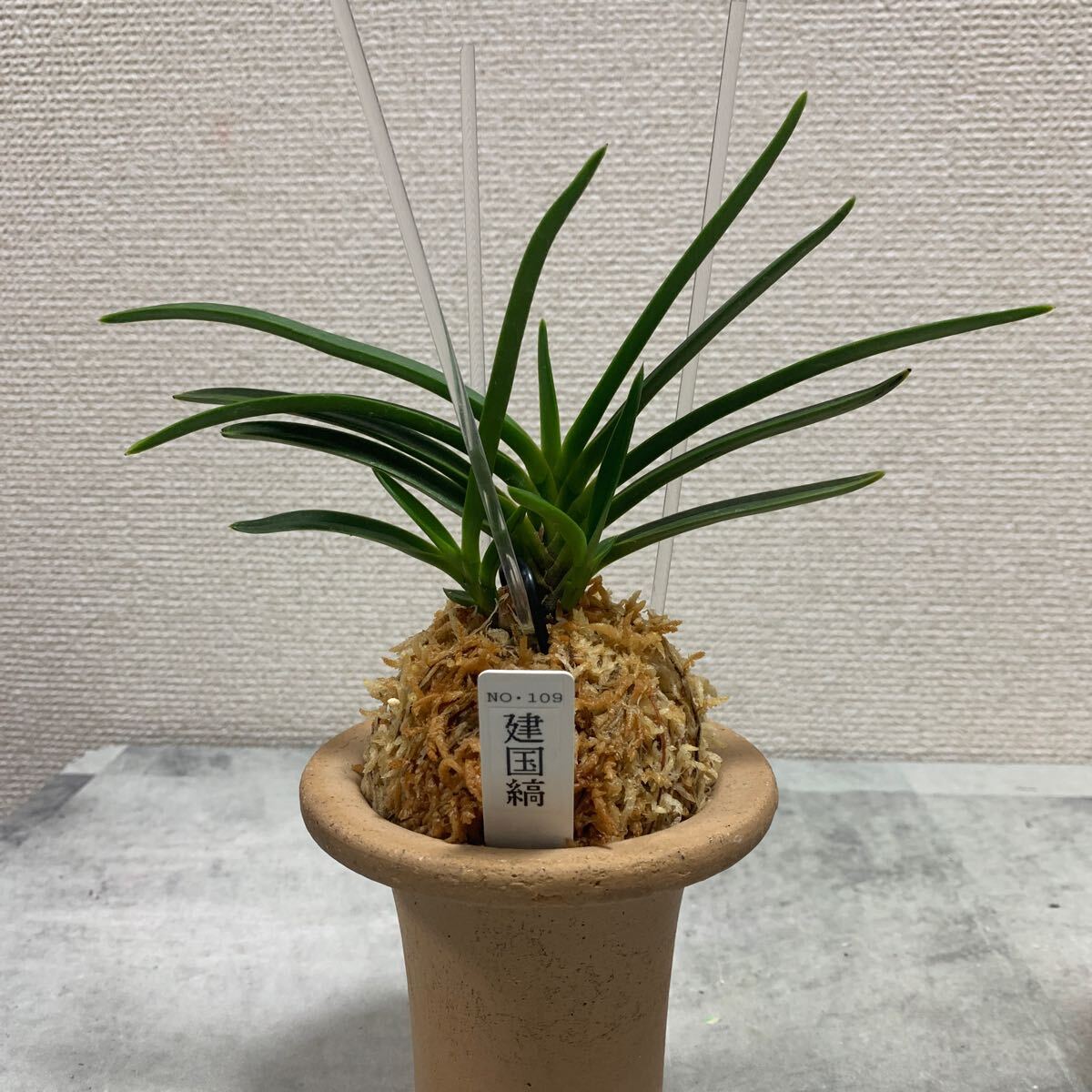 風蘭 富貴蘭 山野草 【公式通販】