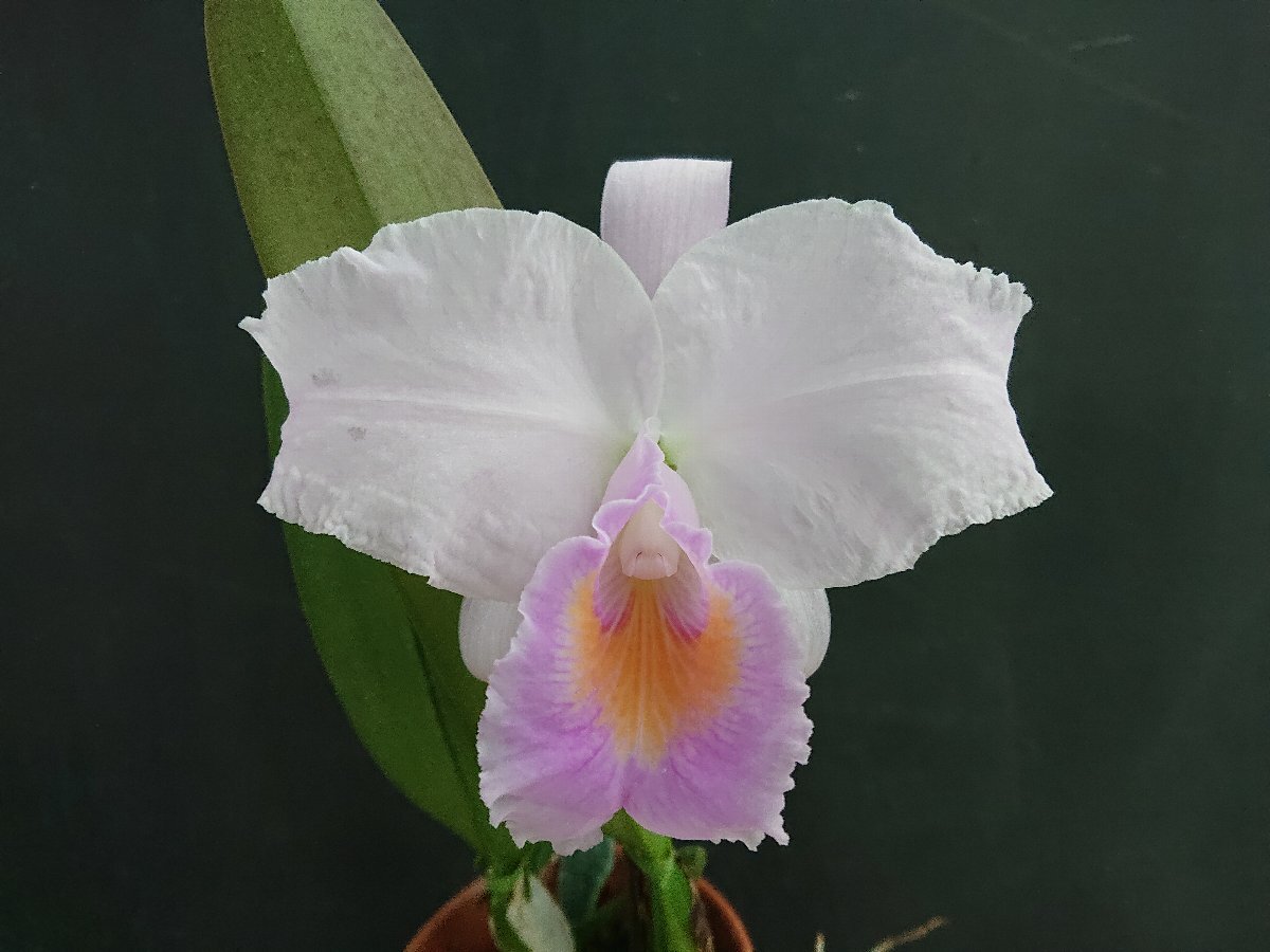 植物】洋蘭カトレア原種 MS-860 C. schroederae 'The Third' HCC