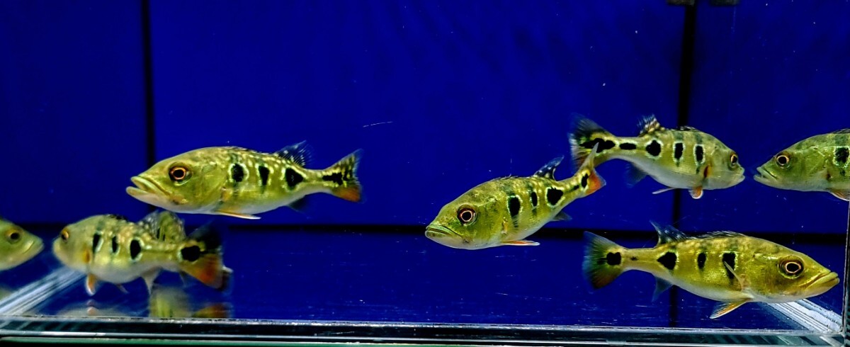 キクラウルトラショート