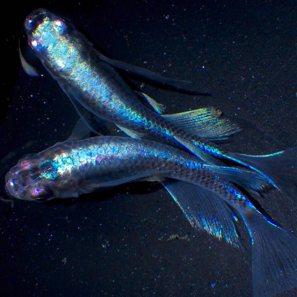 ※岡山産 川メダカ、黒めだか（若魚～成魚）８００匹＋α※