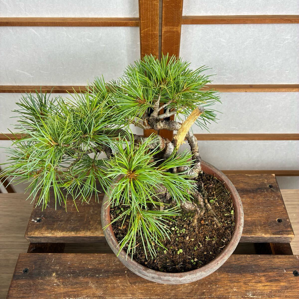 糸魚川真柏　100本セット　苗　苗木　小品盆栽　種　盆栽素材　接木素材 糸魚川真柏 100本セット 苗 苗木 小品盆栽 種 盆栽素材 【公式通販】