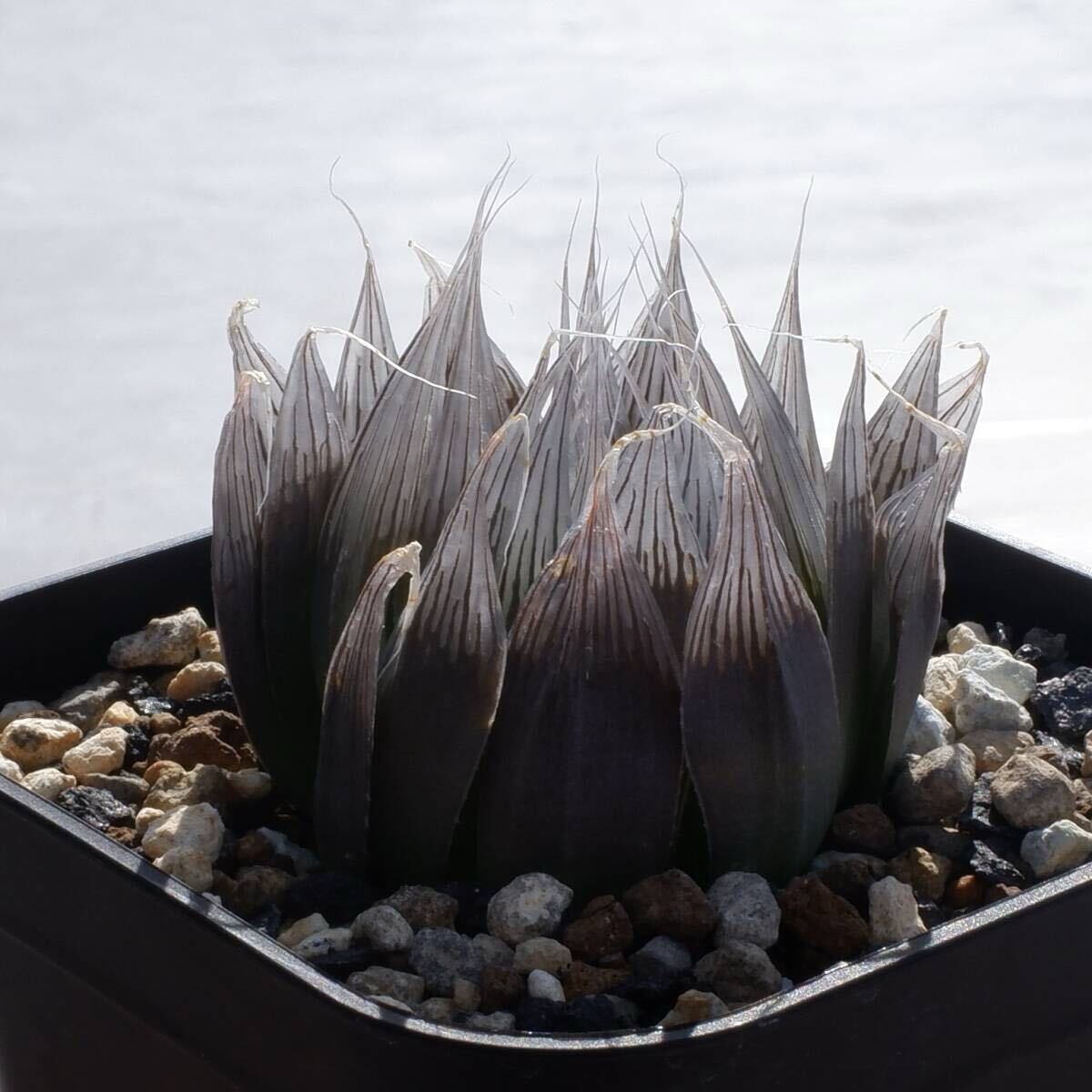 原種】 ハオルチア アクエア H. aquea n.n., DMC s.n., hill, 10 km N