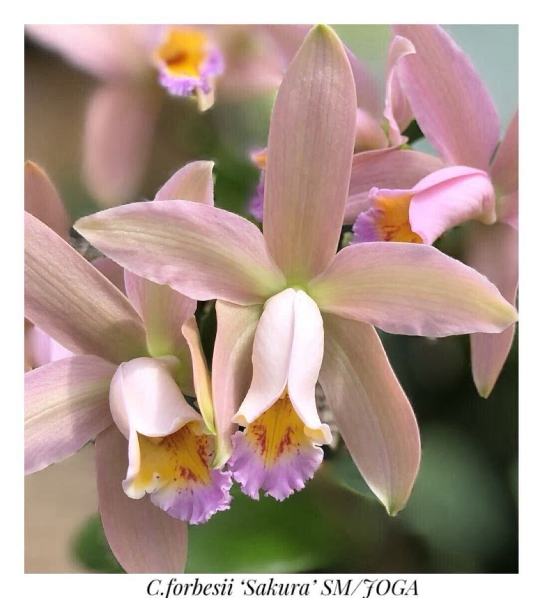 『e播種・ビワ』洋蘭カトレア Ef81 C. アントン クニミツ 鉢植『e播種・ビワ』洋蘭カトレアEf43 Rlc. ピンクゲート交配の落札