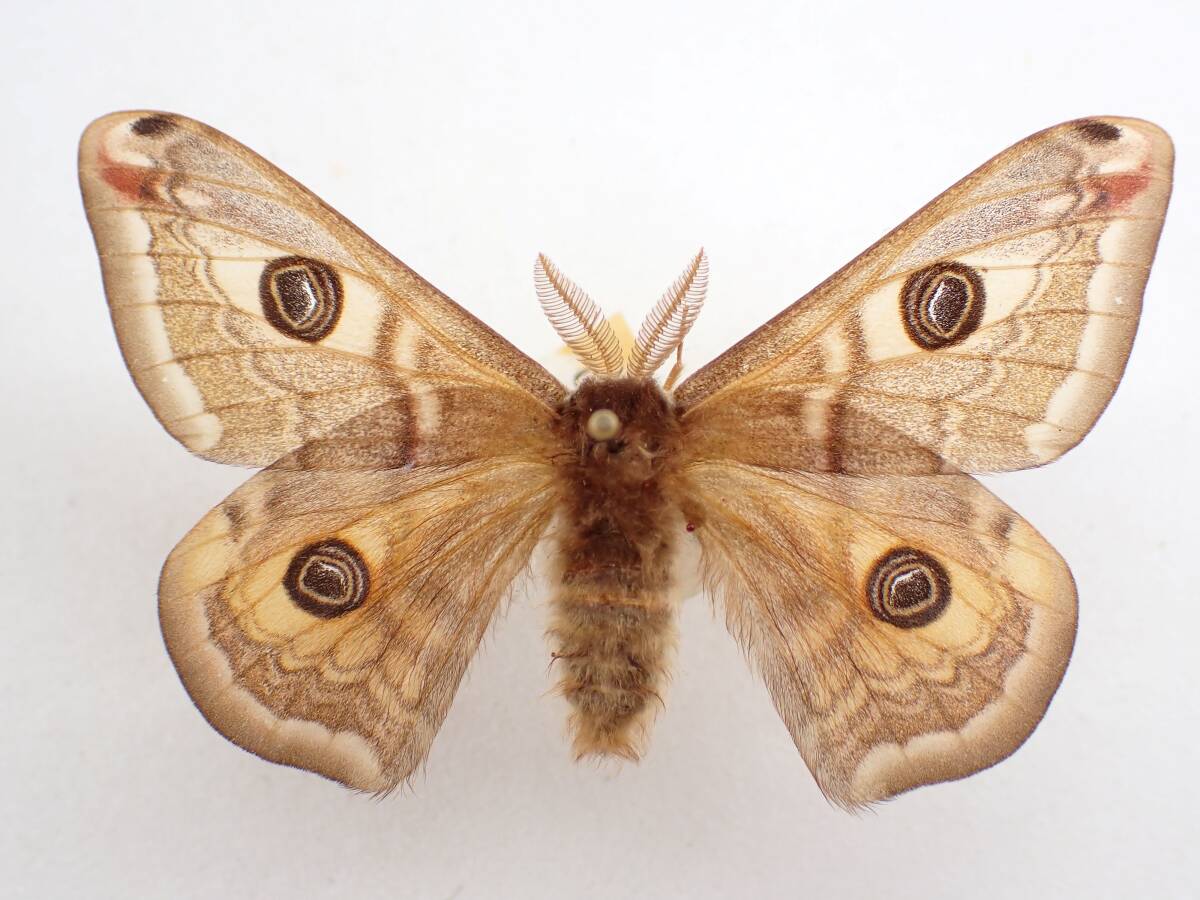 ヒメクジャクヤママユ 標本 Yahoo!オークション - 【展翅標本】パ