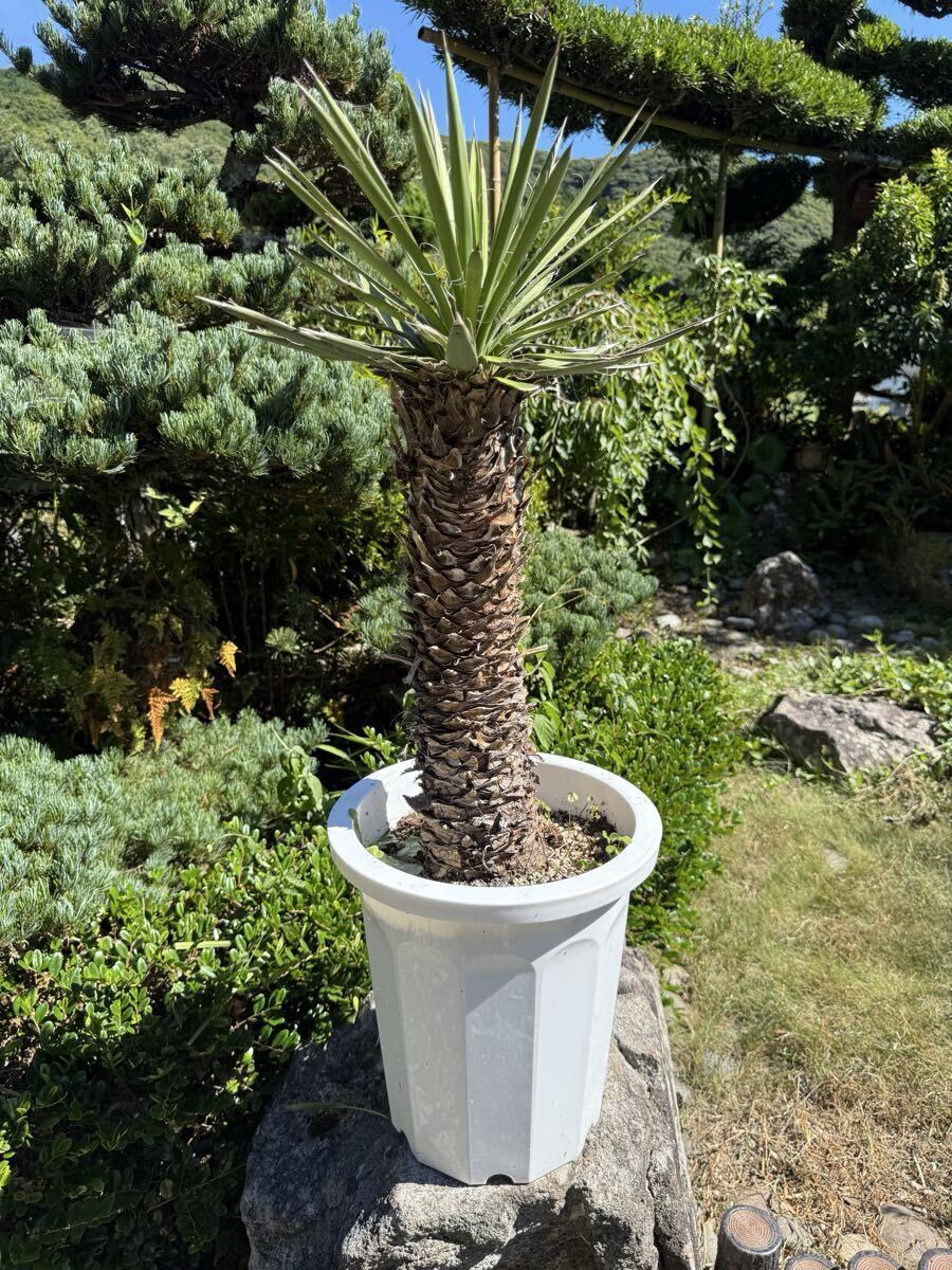 8☆★☆ソテツ：和・洋風庭木：シンボルツリー☆★☆ 一点ものソテツ（蘇鉄）8号 樹高0.9m(鉢底から) 幅0.8m