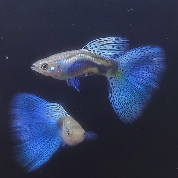 rrea ブルーグラスリボン 稚魚20匹 rre.a 土曜日発送不可 60サイズ 画像は親個体 美個体 rrea ブルーグラスリボン rreaの稚魚10匹 初心者用 グッピー rre.a 60