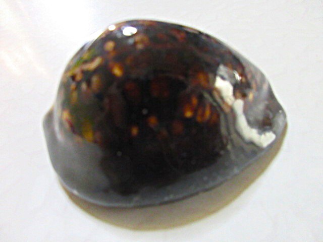 新品】極美！特大！ハワイハチジョウダカラ 104.77mm 完品/GEM自信