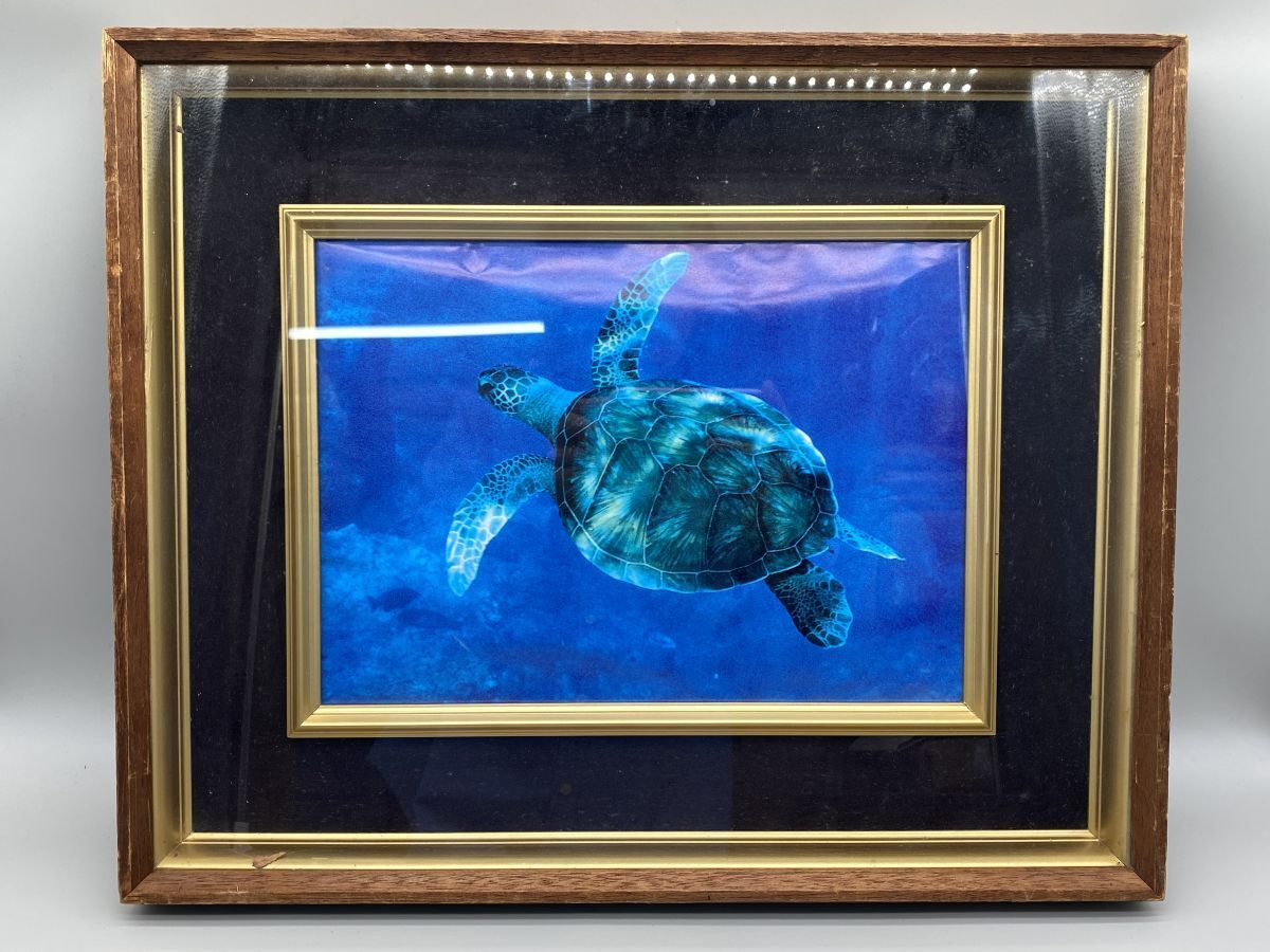 ♪カメ 亀 ウミガメ 海亀 インテリア 鼈甲 べっ甲 剥製 はく製の落札