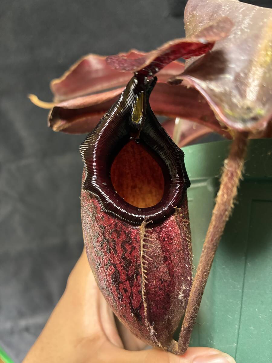 新品】Nepenthes peltata BE-3464 ウツボカズラ 食虫植物 ネペンテスの