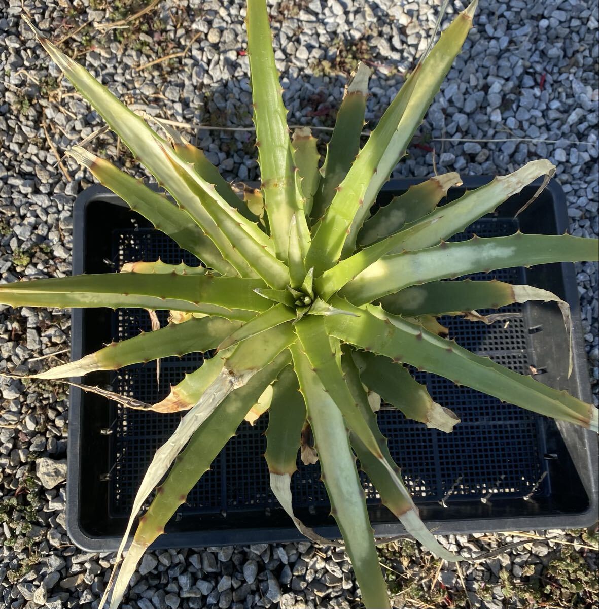 植物】Hechtia sphaeroblasta ヘクチア スファエロブラスタ ブロメリア