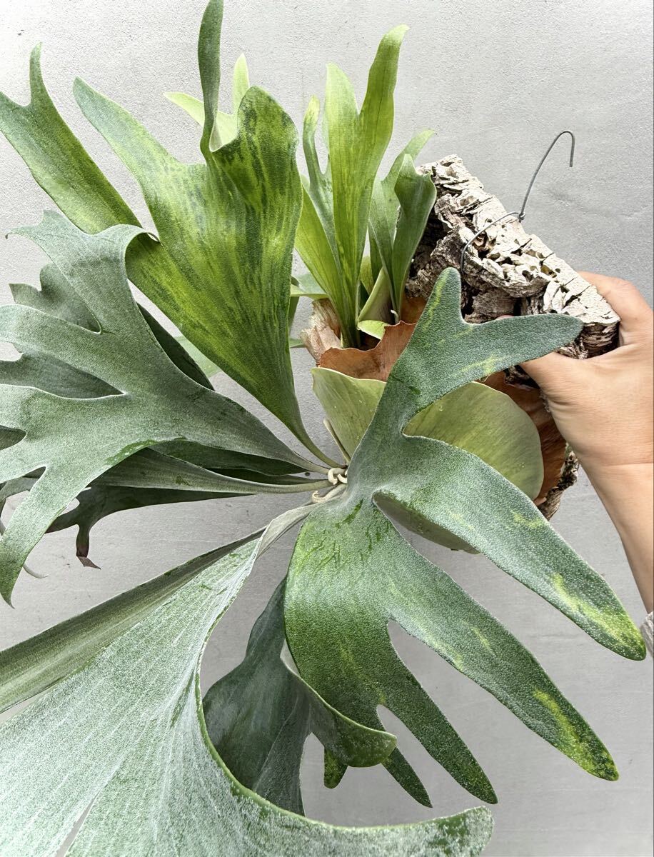 P. hillii 'Bahia' variegated×ウィリンキー×ベイチー Yahoo!オークション - P. hillii 'Bahia' variegated ヒリー 【vandaka