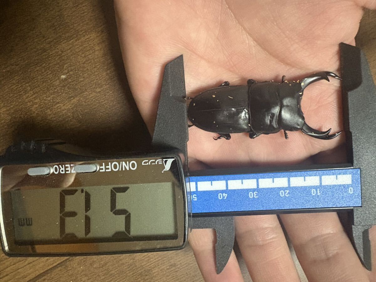 新品】【レア種！ラスト出品個体！！】 オオコクワガタ ♂58㍉ 猪名川