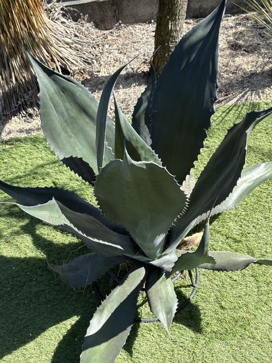 【中株/有望株】アガベ/アトロビレンス ミラビリス(Atrovirens var. Mirabilis) アガベ』【アトロビレンス ミラビリス】 : 【BOTANICAL MAJESTY】