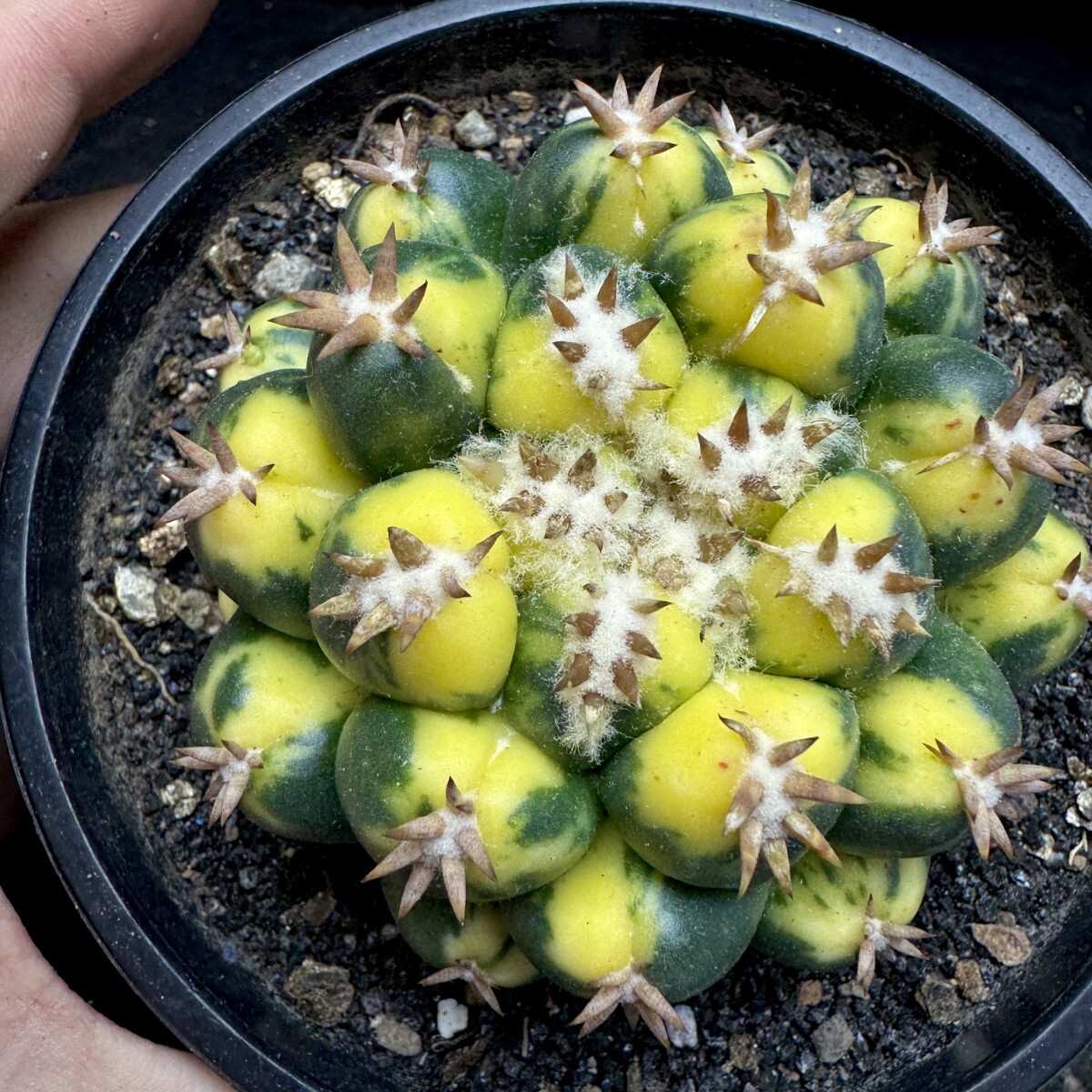 新品】カキコ 無刺コリファンタ 刺無象牙丸 Coryphantha elephantidens
