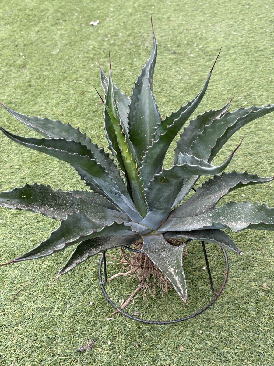 中古】アガベ サルミアナ フェロックス 大株 Agave salmiana v.feroxの