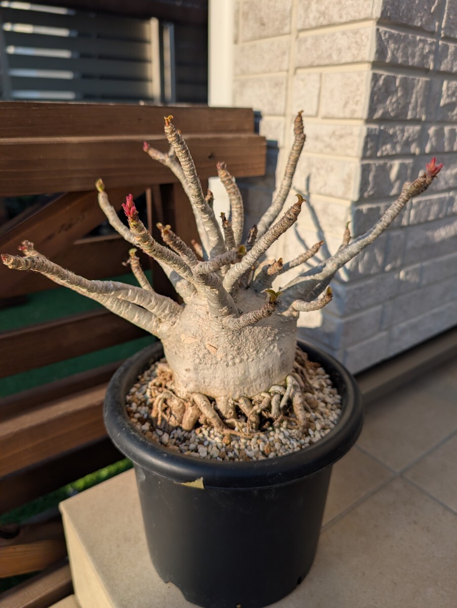 アデニウム　大型 新品】【巨大アデニウム】アラビカム コーデックス 多肉植物の落札情報