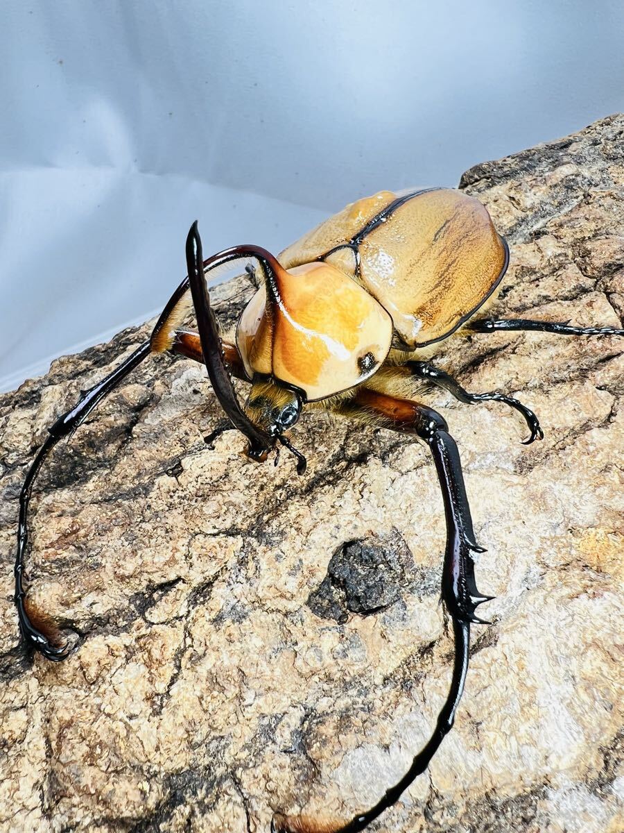 標本5645 ペルー産 ノコギリタテヅノカブトの落札情報詳細 - Yahoo