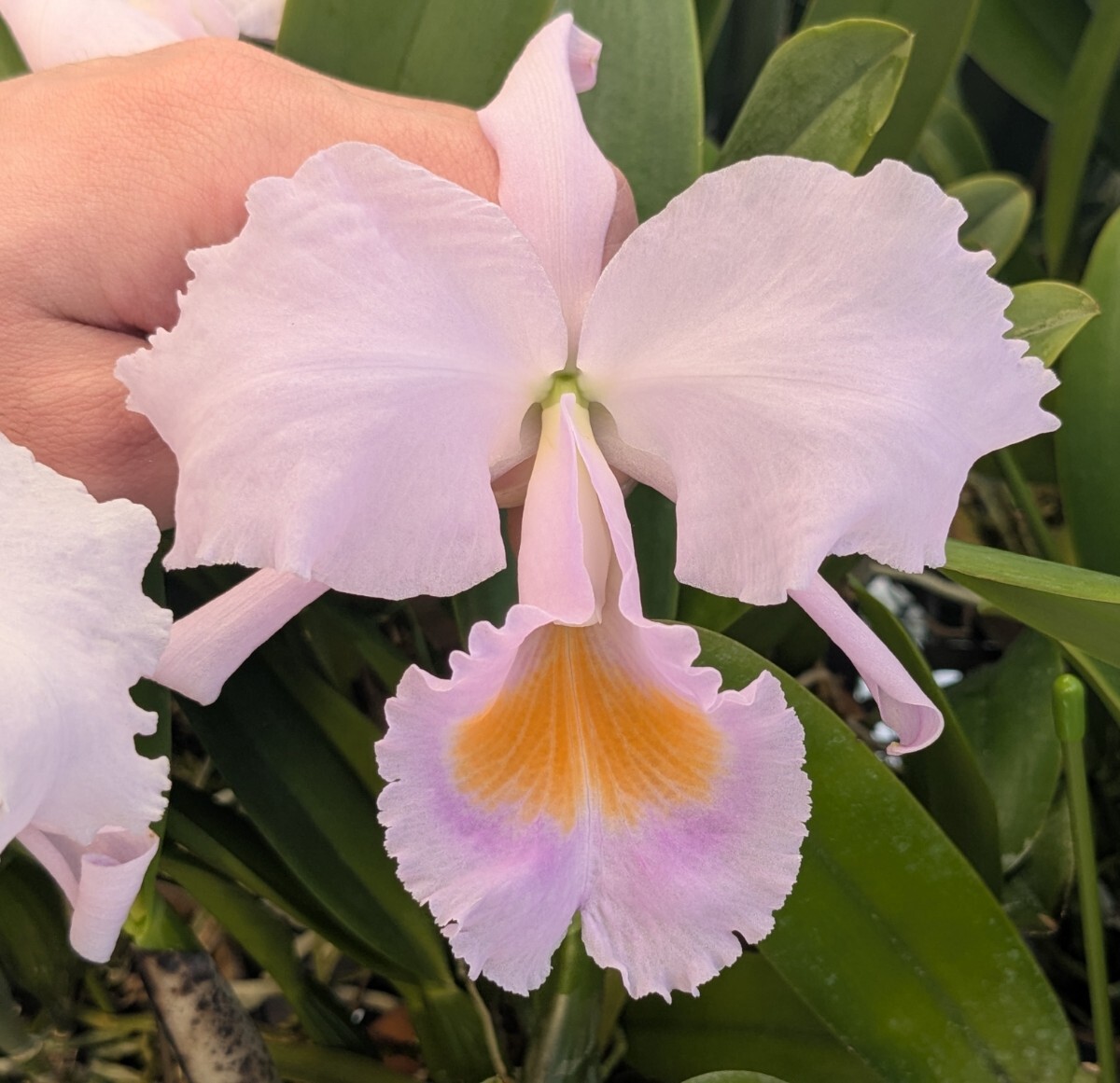 植物】洋蘭カトレア原種 MS-860 C. schroederae 'The Third' HCC/SVCN