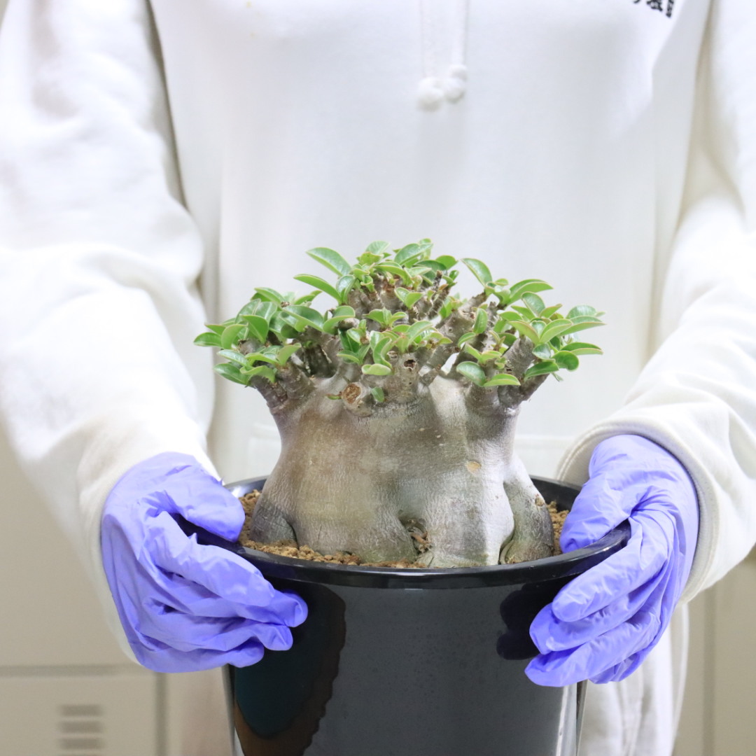 111 アデニウム バオバブもどき Adenium サボテン 多肉植物 塊根