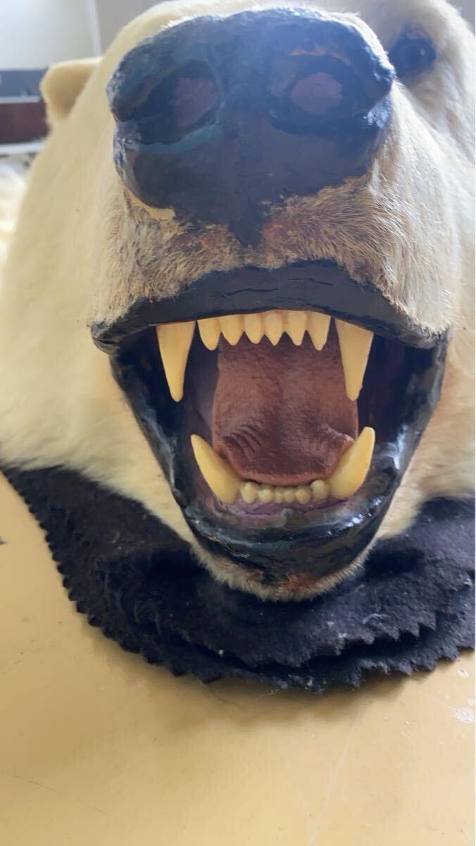 中古】白熊 剥製 ラグマット 毛皮 敷物 シロクマ 全長約250センチ