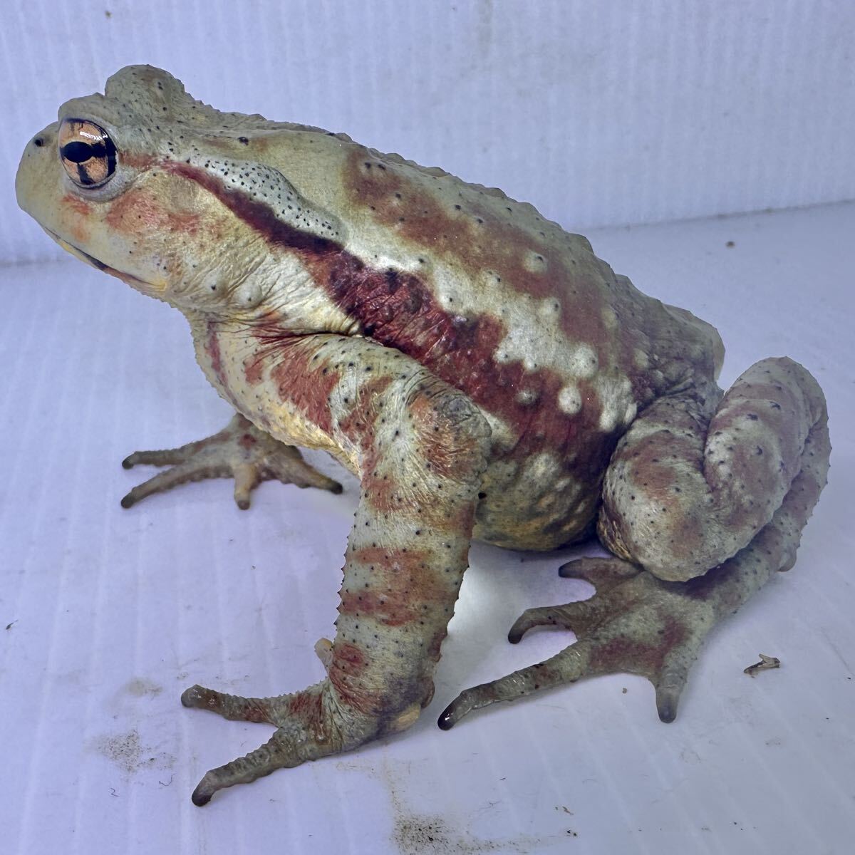 完熟バナナみたいなコ ヒキガエル アズマヒキガエル ♂ 自家繁殖個体 
