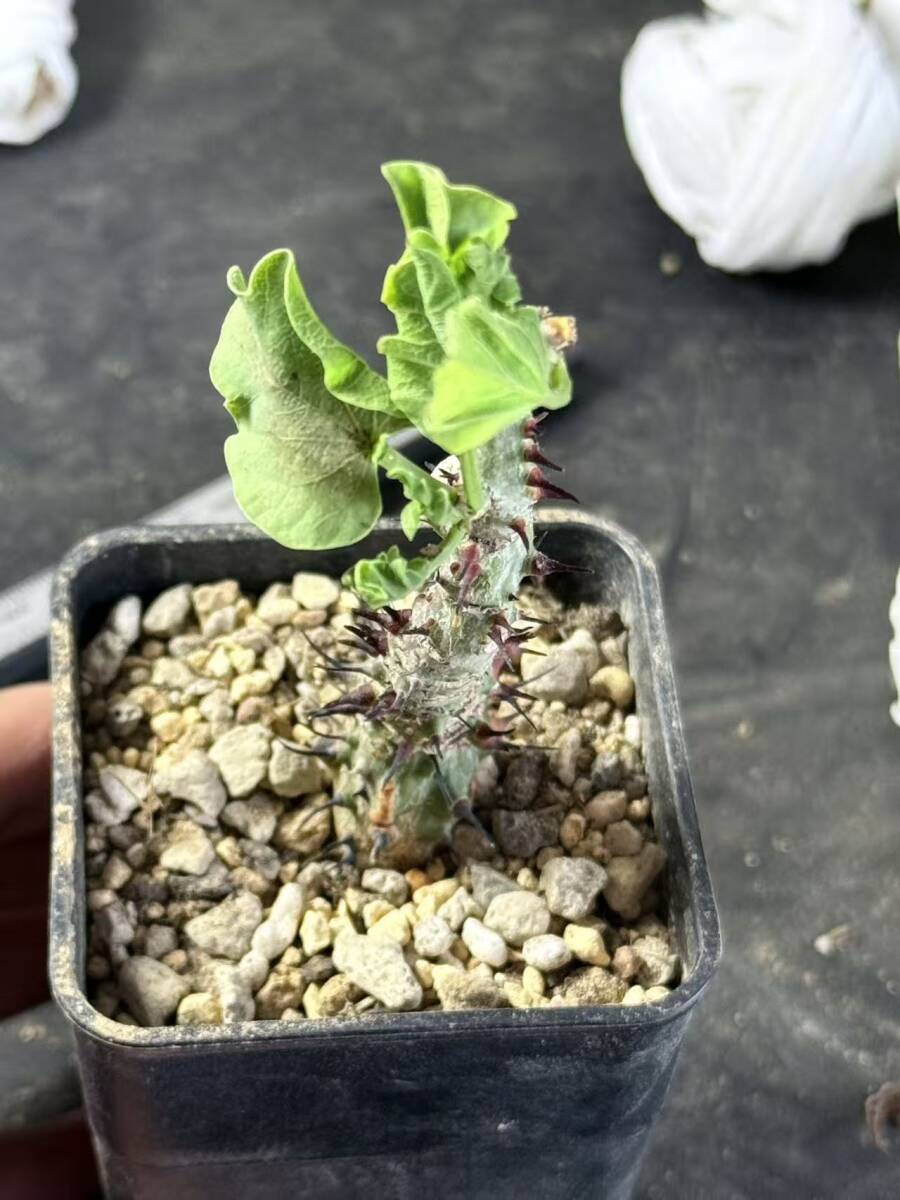 サボテン 多肉植物 59 アデニア アクレアータ Adenia aculeata ssp