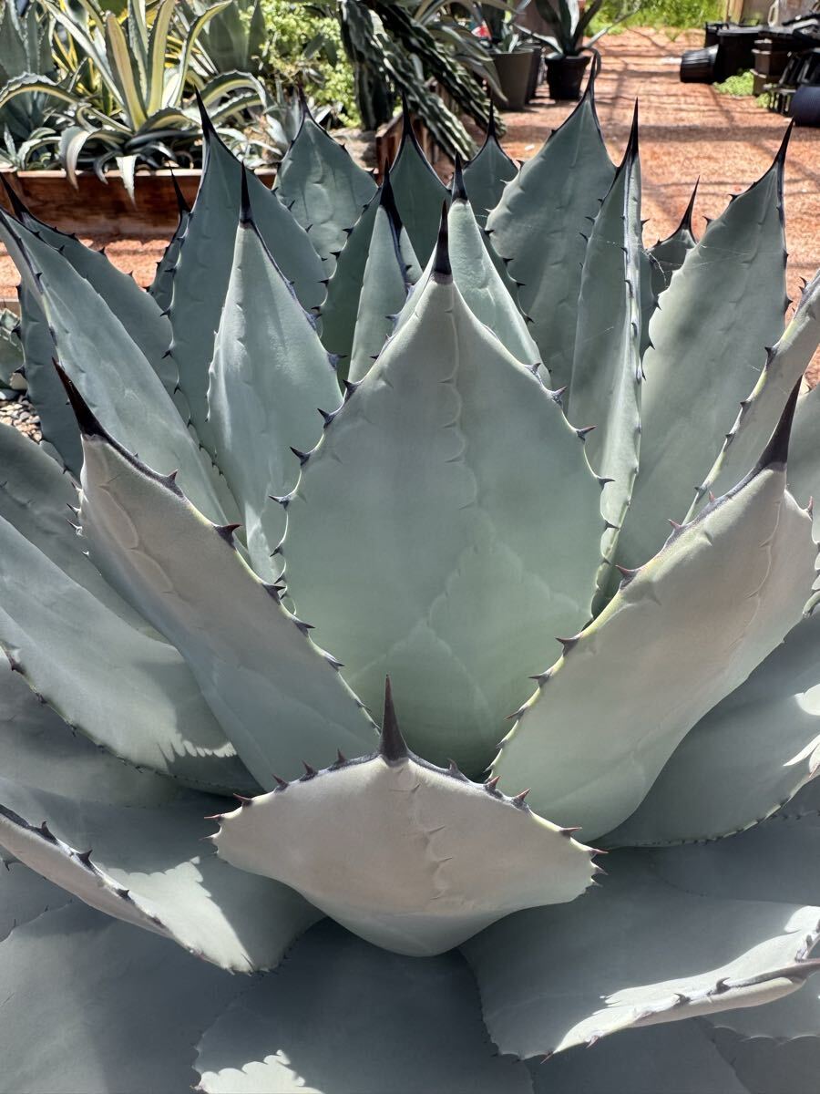 アガベ パリーパリー Agave parryi parryi W60センチ 吉祥天 大株の