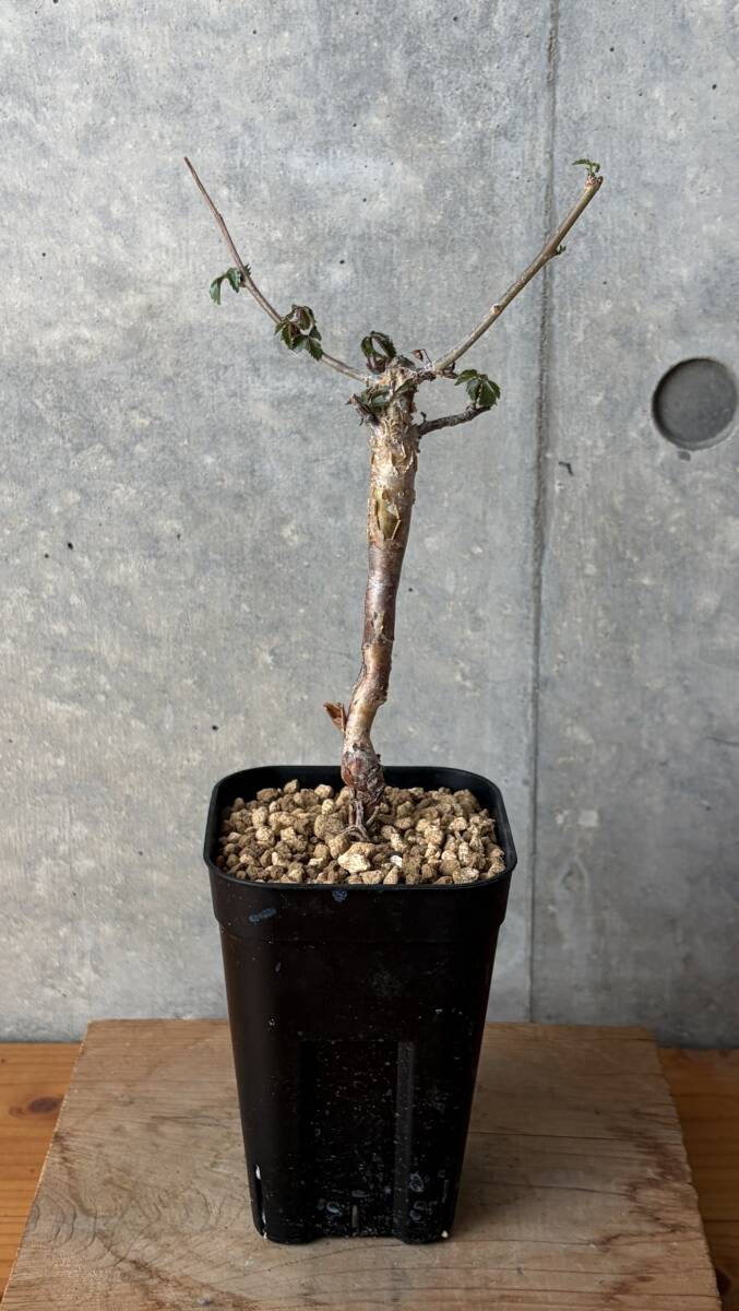 Commiphora pseudopaolii コミフォラ プセウドパオリー コーデックス