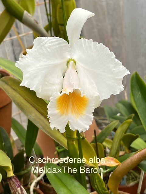 洋蘭原種 カトレア C schoederae 花付き schroederae カトレア 洋蘭