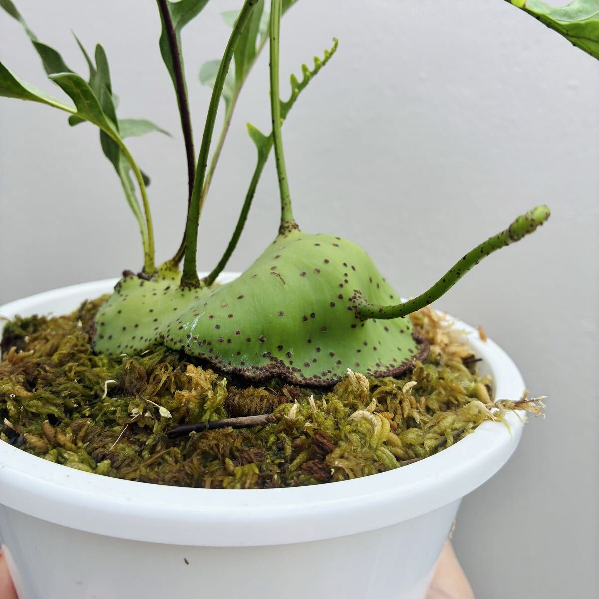 新品】Lecanopteris レカノプテリス celebica 板付 増殖株 アリ植物 の
