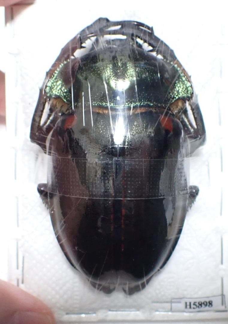 特大　ヤンソニーテナガコガネ　標本　76mm 特大 ヤンソニーテナガコガネ 標本 76mm+ Cheirotonus jansoni Yahoo