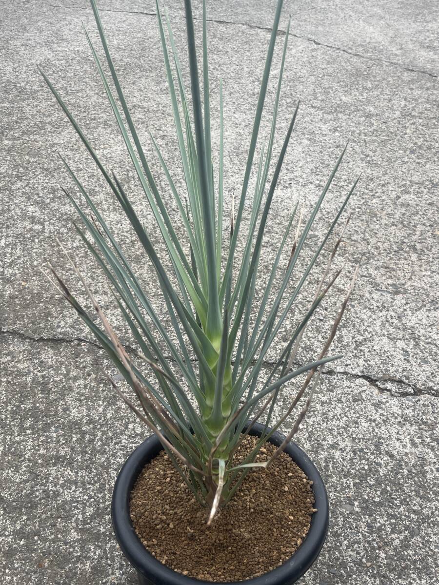 中古】☆ ユッカ・ジョシュアツリー '現地株' Yucca brevifolia ☆の