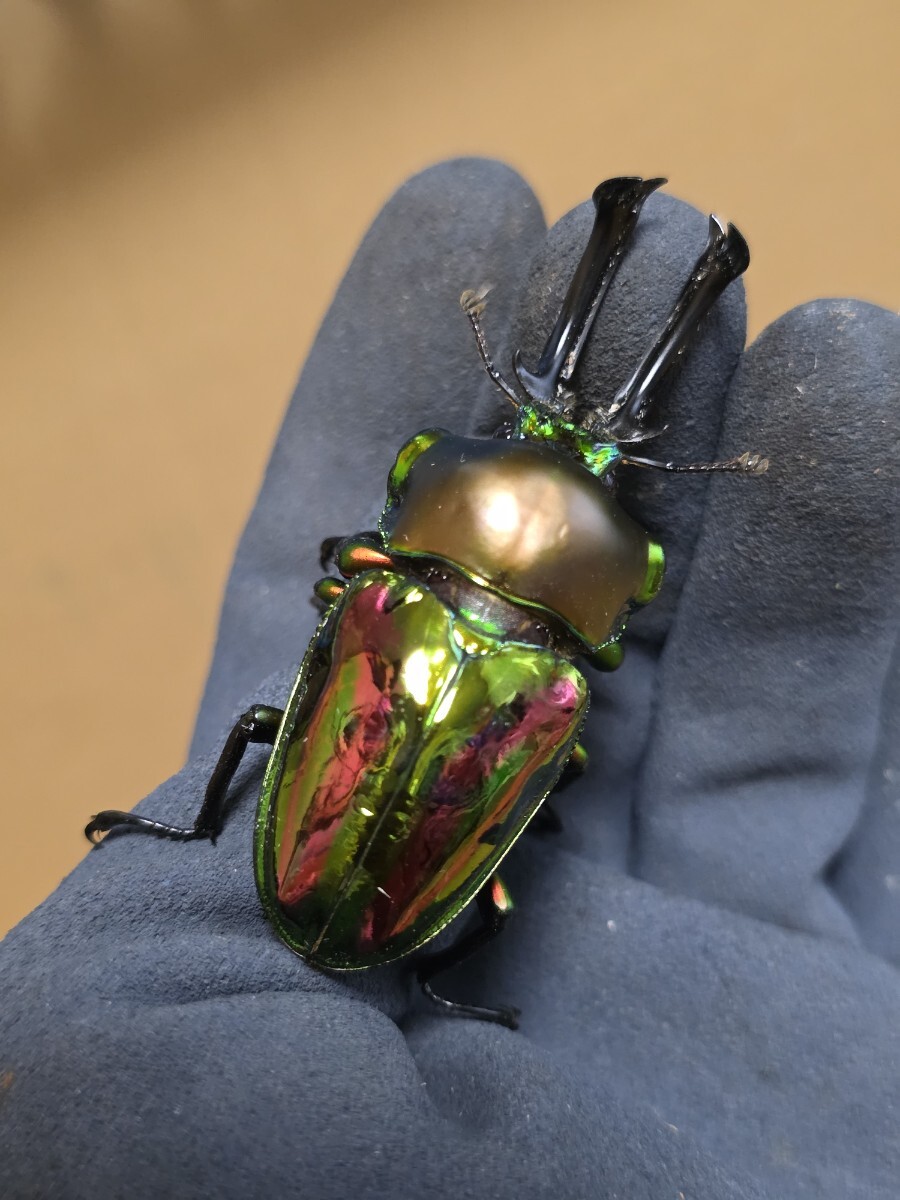 新品】新ムシキング SGR ニジイロクワガタ ハロウィン限定デザイン