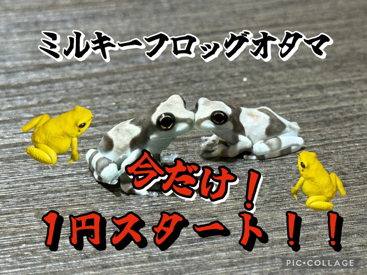 イエアメガエル カエル 生体 幼体 1匹 レア かわいい ミニサイズ 特価