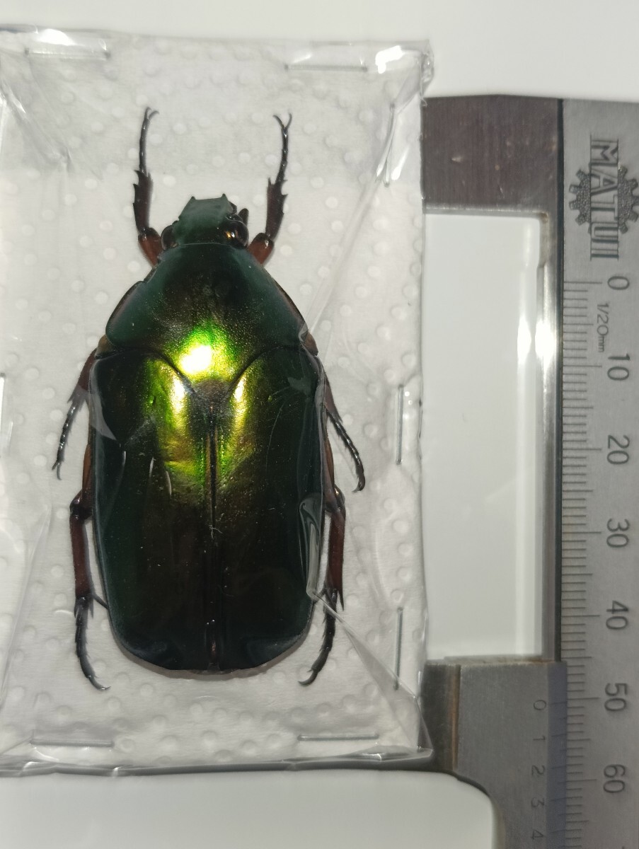 送料210] ＜ゴールド光沢＞ オオヒラタカナブン 昆虫 標本 カナブン