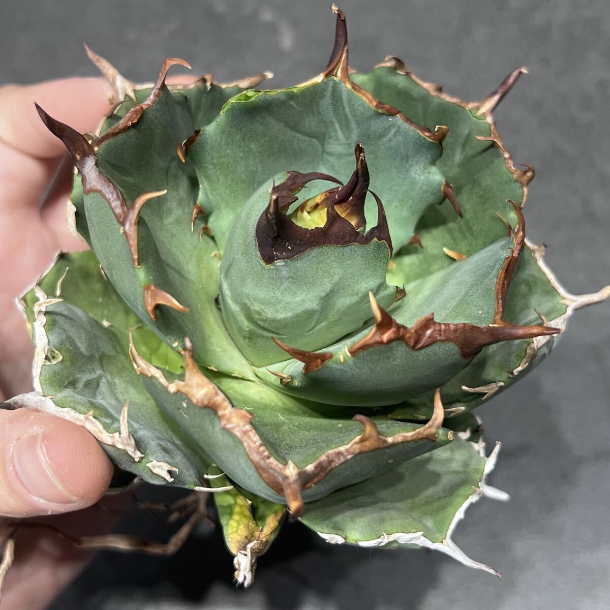 アガベ チタノタ FO076 コンパクタ agave titanota FO076 compacta
