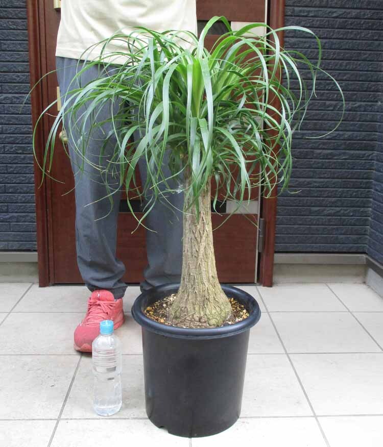 Plant□ノリナ/トックリラン/ポニーテール/観葉植物□根本肥大の大型株