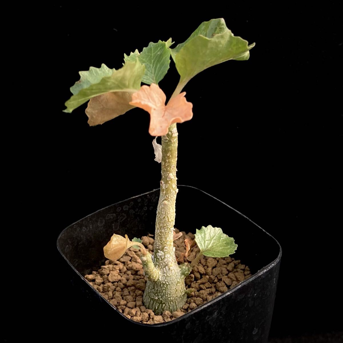 サボテン 多肉植物 86 Dorstenia gypsophila ドルステニア