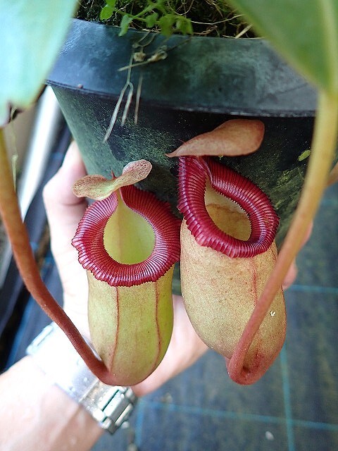 N.(ventricosa x sibuyanensis)-giant x (izumiae x TM) EPH-2-62-2 4