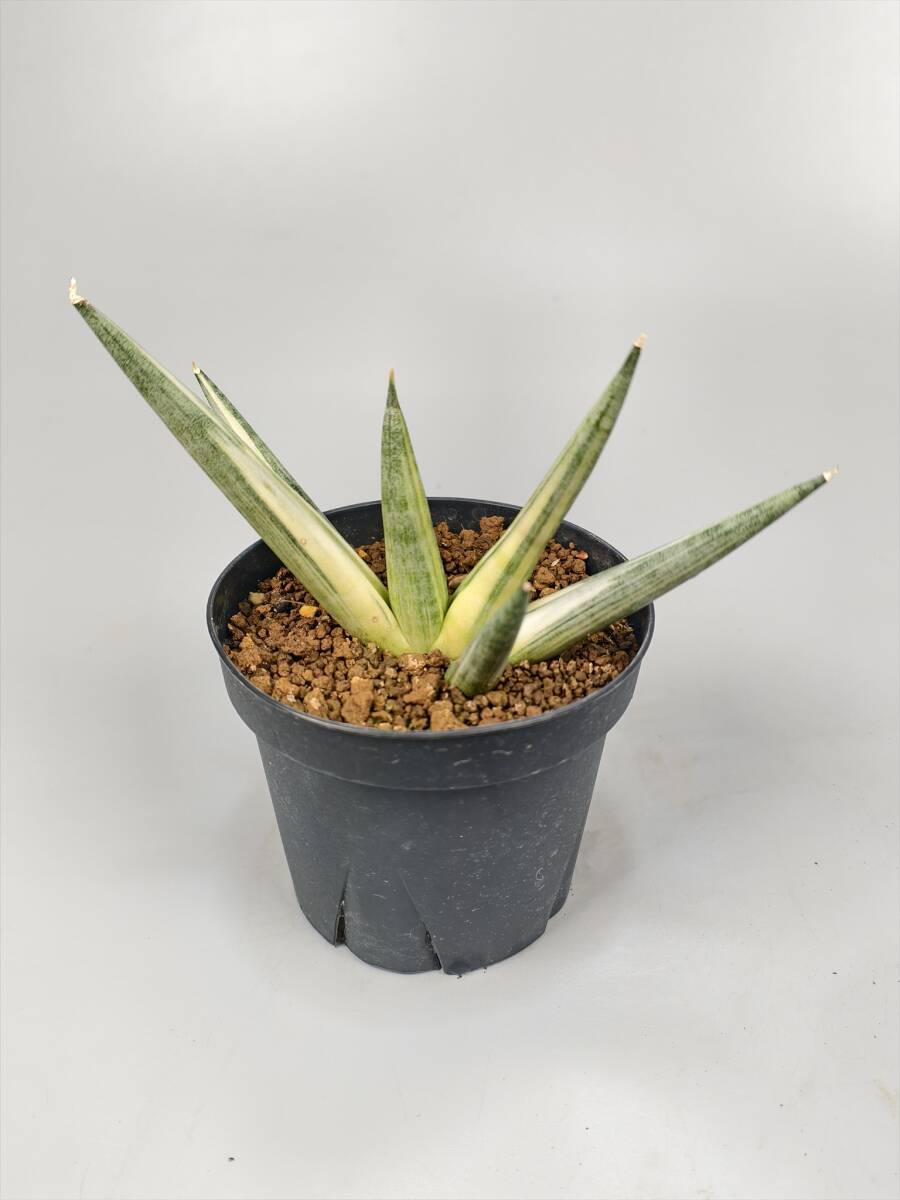 サンスベリア スーパーピンク ＊斑入り/Sansevieria sp. R2470 Super