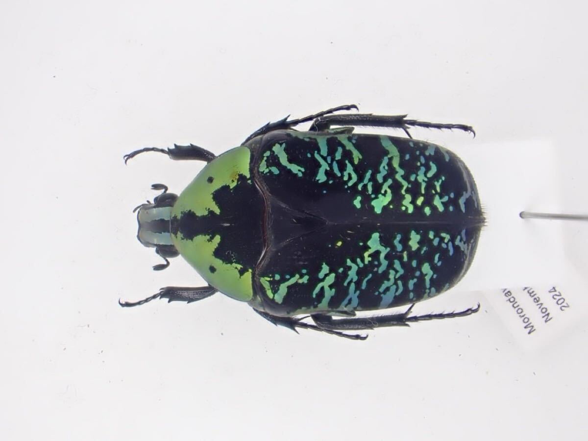 新品】Euchroea coelestis B 12（昆虫標本・触角出し・仮展足