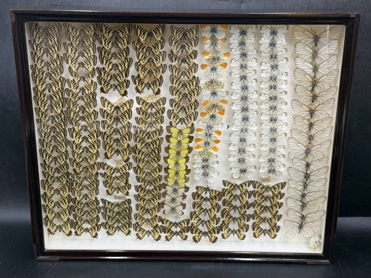 蝶標本 ミヤマモンキチョウ♂北ア亜種1960年代後半規制前採集品(富山県