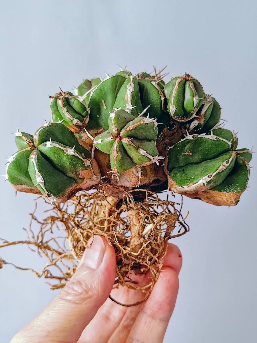 新品】○○○ユーフォルビア ハンディエンシス 大株 Euphorbia
