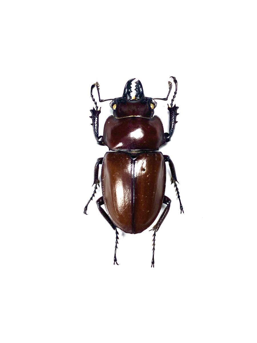 ○○チャイロマルバネクワガタ 野外品 7♂♂1♀♀ 規制前採集品 石垣島