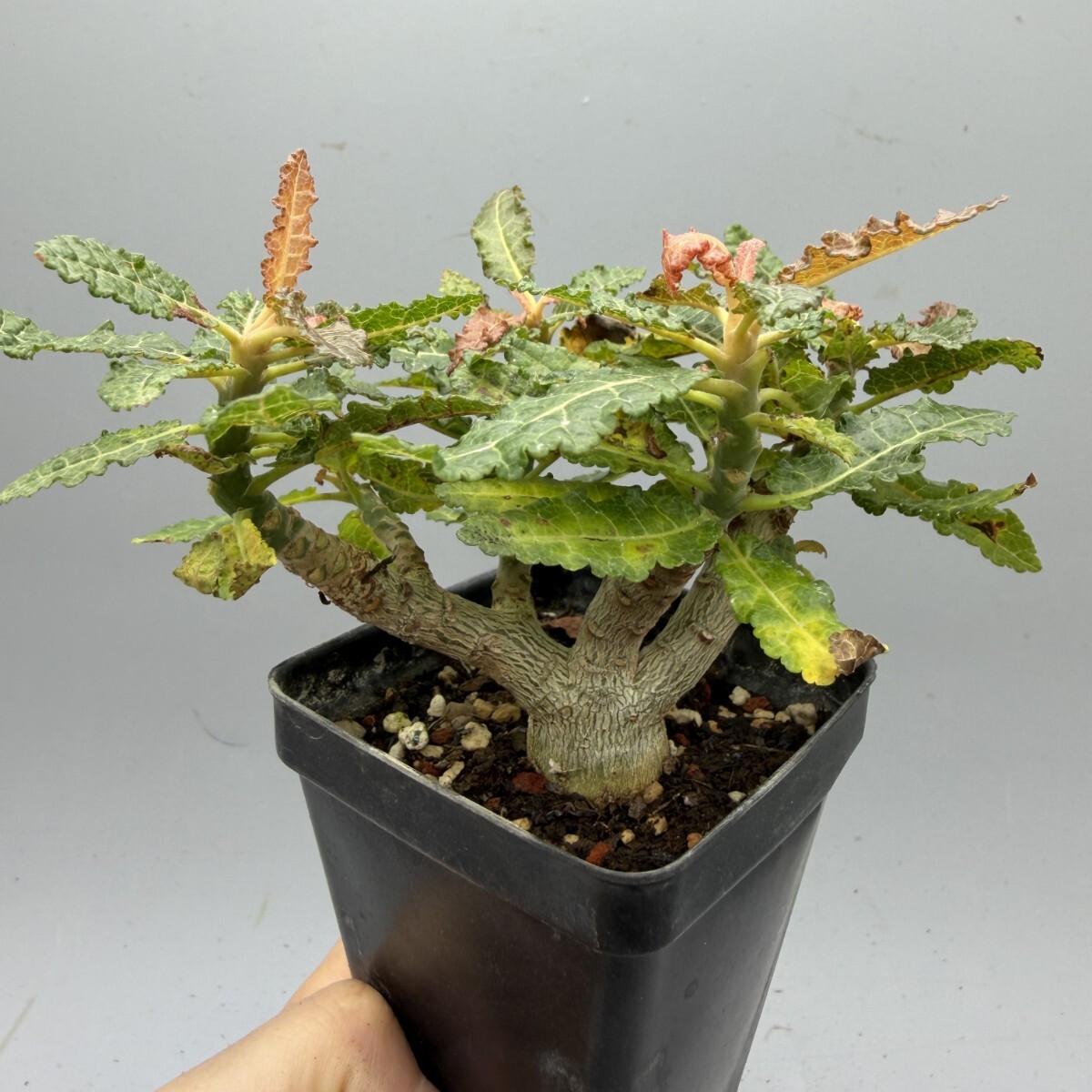 nnk様 希少種 ボスウェリア リヴァエ 極上株 Boswellia rivae 画像参照】多肉植物 42 Boswellia rivae 巨大良形 ボスウェリア リバエ